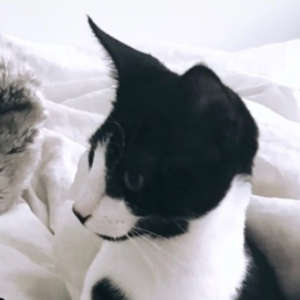 Meet your Posher, Jamal